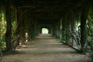 A trail in Coker Arboretum